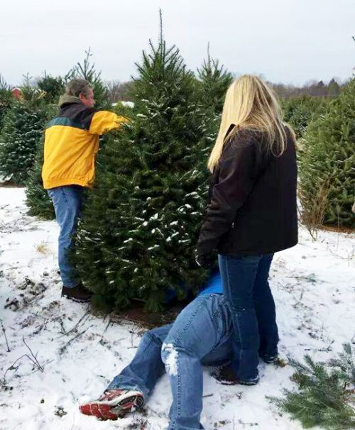When selecting a farm-grown Christmas tree, make sure it is green and the needles don't fall off too easily.