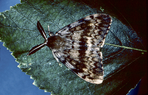  Adult male is brownish and marked with blackish, zigzag lines. 