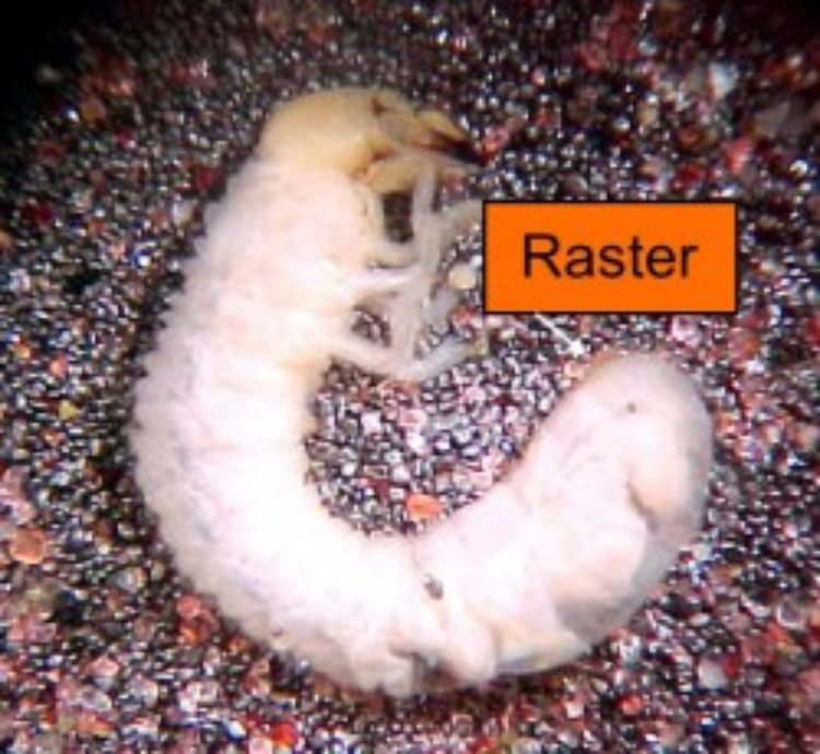 Grubs can be identified by their raster, the inner surface of the tip of the abdomen. Photos: Howard Russell, MSU.