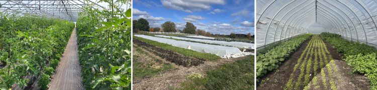 Various high-tunnel setups with different vegetables growing.