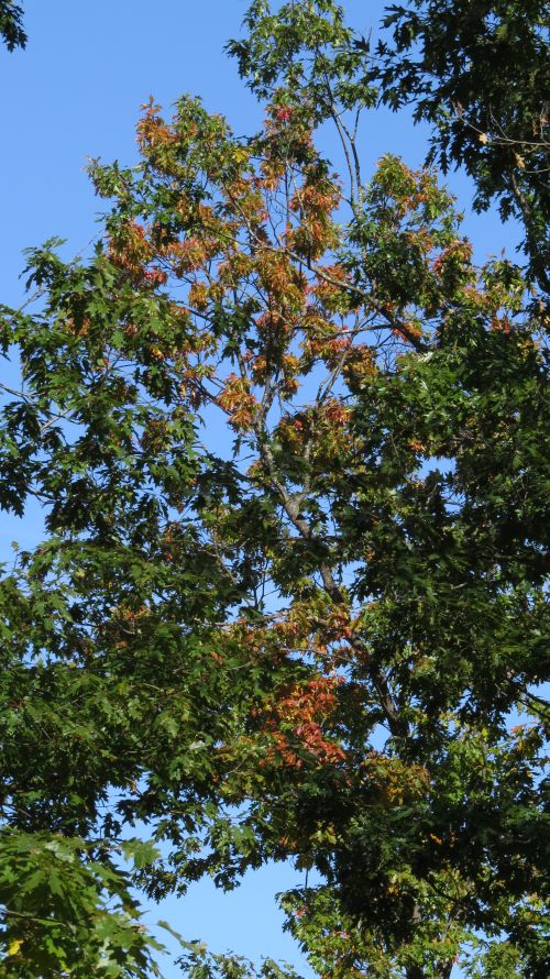 Wilting oak leaves with early onset of the disease.