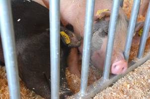 Two pigs lying in shavings at a county fair.