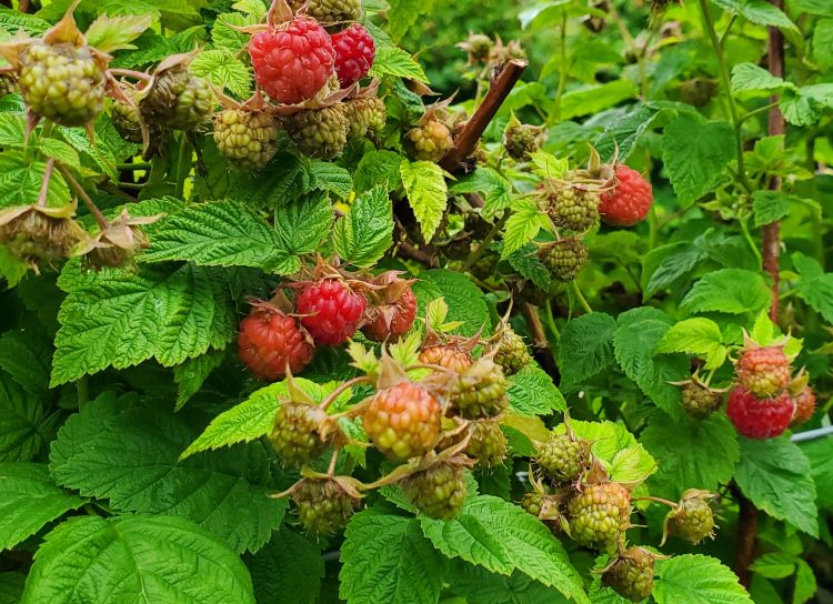 Red raspberries on a bush.