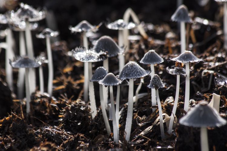 Identifying mushrooms: There is more to it than you might realize MSU
