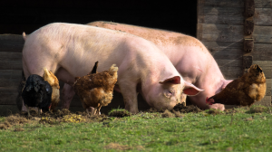 Marketing your livestock project on social media – Part 1: The psychology of using pictures