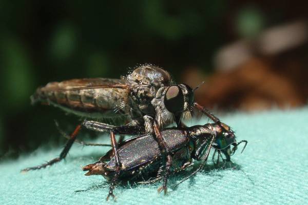 Fly predators deals