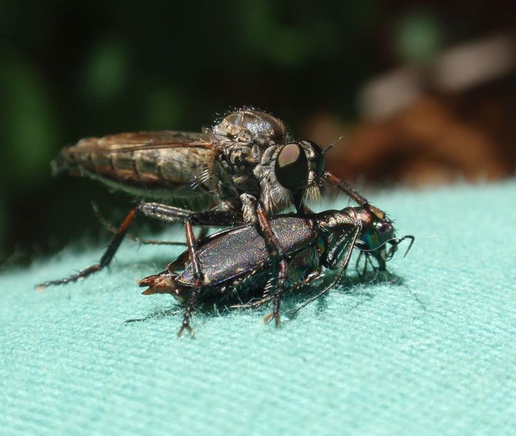 Robber fly puncturing a tiger beetle behind its head.