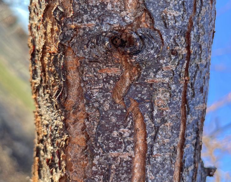 A photo of tree bark