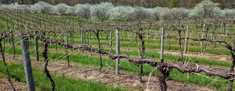 Grape vineyard at budbreak with blooming cherry orchard in the background