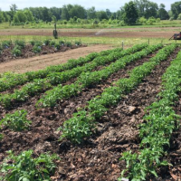 Mulched potatoes in The Giving Garden