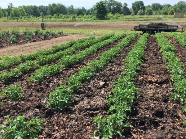 Mulched potatoes in The Giving Garden