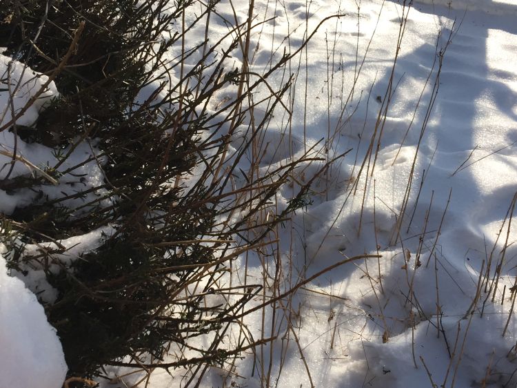 Deer damage to yew tree. Photo credit: Patrick Voyle