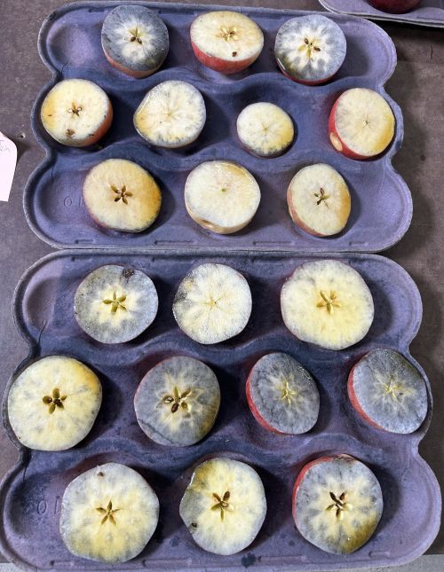 Sliced apples in tray stained for starch testing.