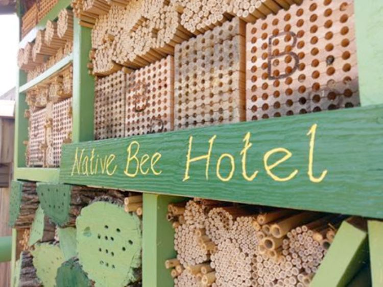 The MSU bee hotel is now home to many different bee species. Learn which ones at BeePalooza