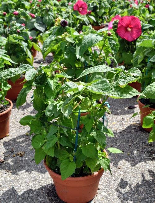 Photo 1. Tall and spindly hibiscus plants grown outdoors after being previously grown at close spacing in a greenhouse. All photos by W. Garrett Owen, MSU Extension.