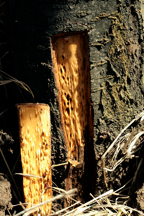 The bark is thick and spongy and the wood underneath is severely pitted and indented.