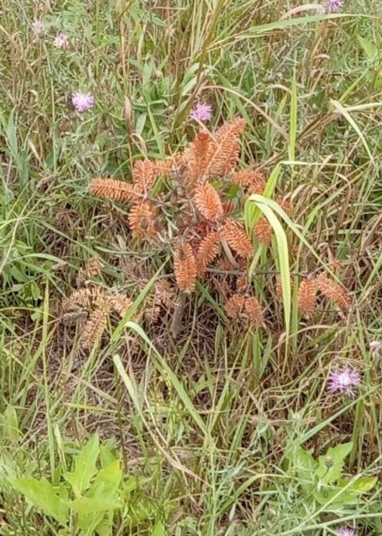 A dead Christmas tree seedling.