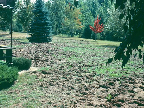 Damage to grass from June Beetles 