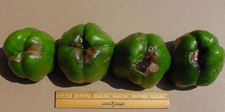 Blossom end rot in peppers tends to be heaviest in the first set of fruit. As time passes, the damaged area will be invaded by opportunistic pathogens.