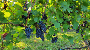 Michigan grape scouting report – September 14, 2022