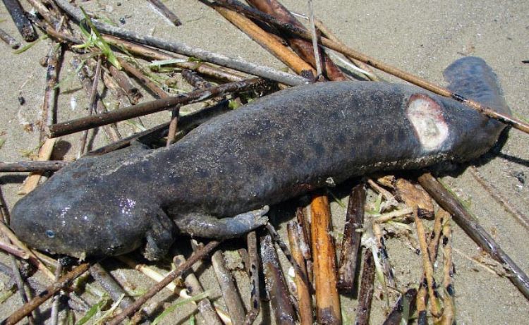 Dead adult Mudpuppy on shoreline (collect these). Photo credit: Alexandra Dekerf