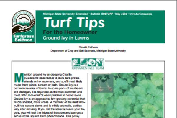 Ground Ivy Control for Home Lawns (E0006TURF) - MSU Extension