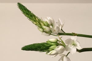 The Star of Bethlehem: a beautiful and meaningful cut flower