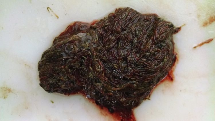 Midge fly larvae or bloodworms in the stomach of a lake whitefish. Photo credit: Ken King (King’s Fish Market)