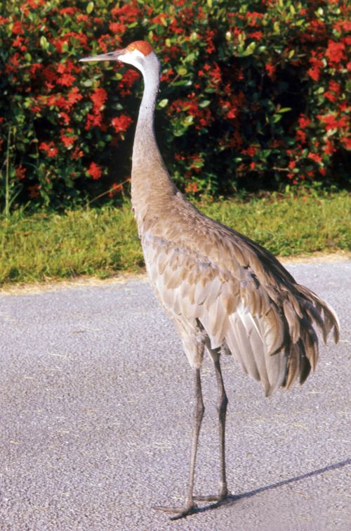 Sandhill cranes can be a nuisance for gardeners. Photo: Alfred Viola, Northeastern University, Bugwood.org