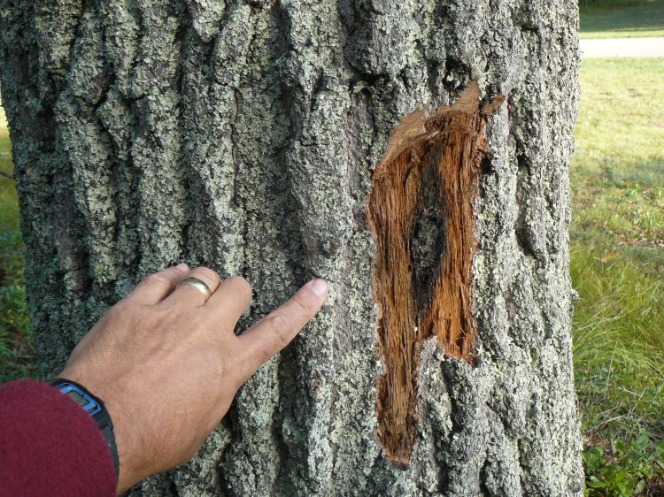 Oak wilt spore mat and pressure pad exposed from underneath the bark of a dead oak.