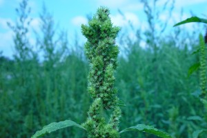 Redroot pigweed – Amaranthus retroflexus
