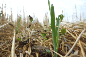 Cover crops can be used to prevent nitrogen loss