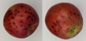 Lenticel damage and other spots in Honeycrisp and other varieties are becoming increasingly problematic