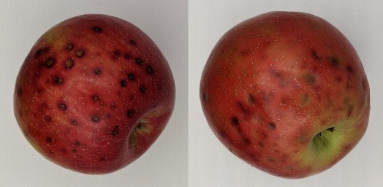 Two red apples with dark brown spots all over them.