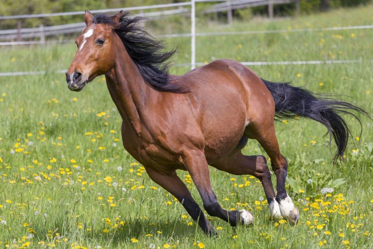 horse running