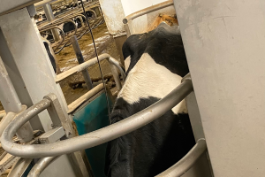 Concentrate feeding strategies for maximizing performance in automated milking systems