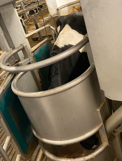 A cow eating concentrate while being milked in an automated milking system.
