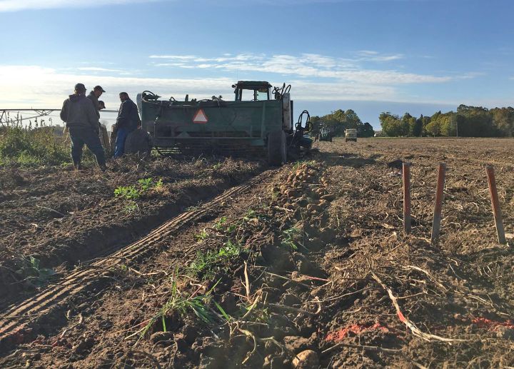 2017 Upper Peninsula Potato Variety Trial Results Msu Extension