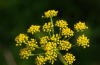 Golden Alexanders flower