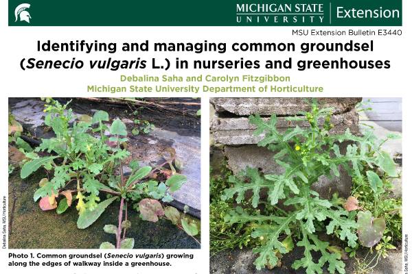 Identifying and managing groundsel (Senecio vulgaris L.) in nurseries and greenhouses (E3440) - Floriculture & Greenhouse Crop Production