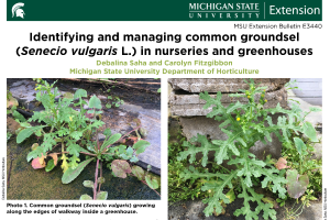 Identifying and managing common groundsel (Senecio vulgaris L.) in nurseries and greenhouses (E3440)