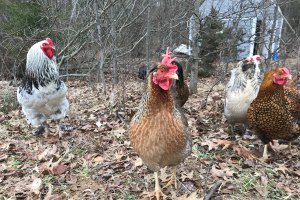 Protect your small or backyard flock from diseases such as highly contagious avian influenza