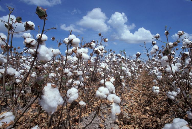 Cotton field.