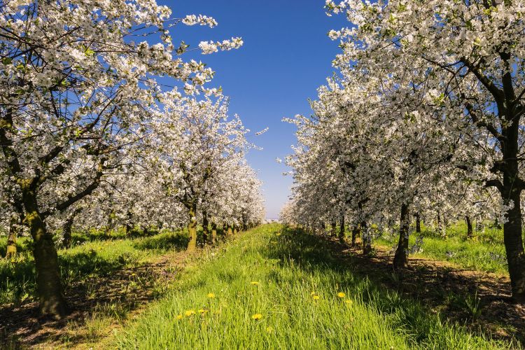 Apple blossoms