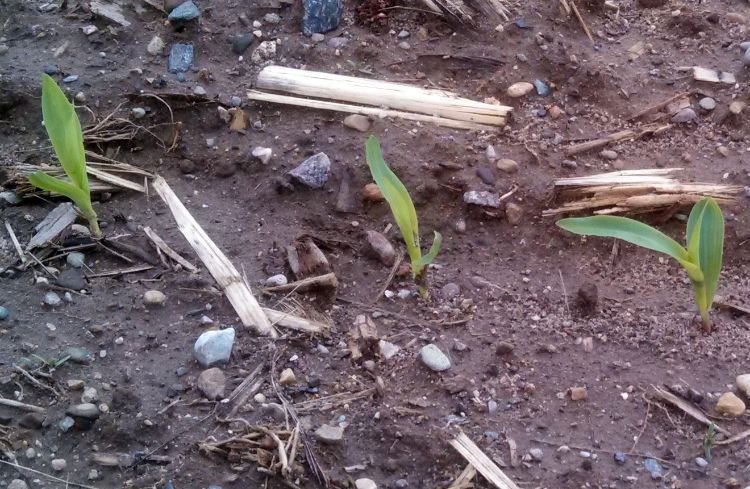 Early planted corn in the V1 growth stage near Burr Oak, Michigan, on May 15, 2014. Overnight freezing temperatures may have put these crops at risk for frost and freeze injury.