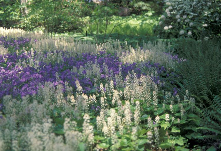 Tiarella shows off frothy, white flowers in spring in this woodland garden. Photo credit: Rebecca Finneran, MSU Extension