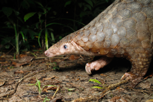 Planning for pangolins and pandemics