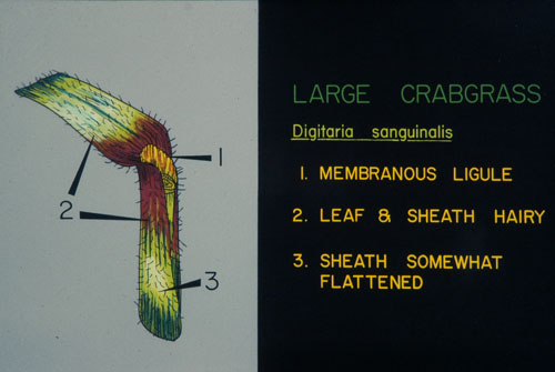  large crabgrass8.jpg 