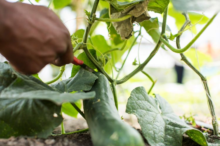 A farmer tends to a vining plant.