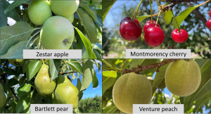 West central Michigan tree fruit update – July 26, 2022